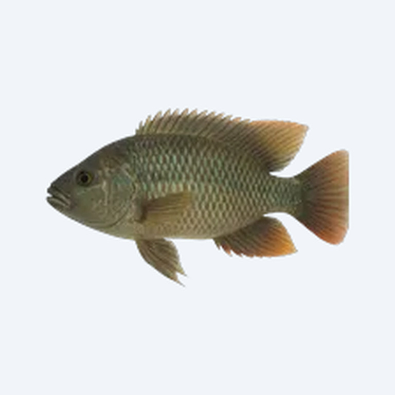Livingston's Cichlid (Cichlidae sp.) in a freshwater aquarium