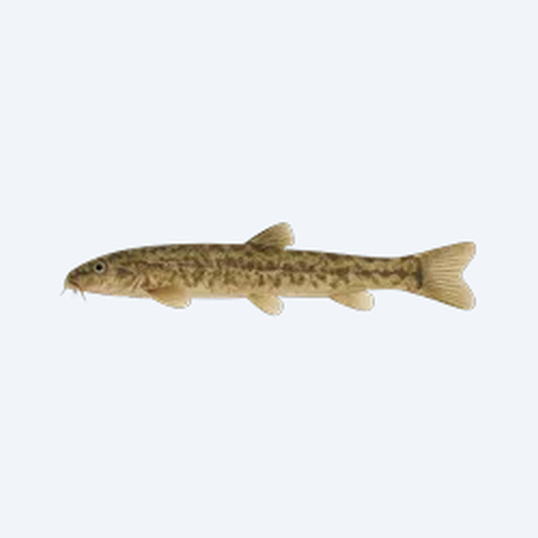 Loach Catfish (Cobitoidea sp.) in a freshwater aquarium