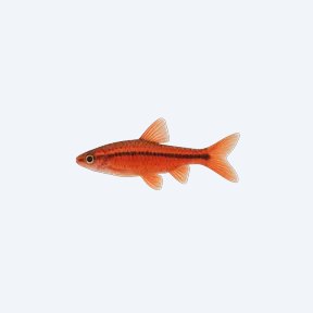 Long-fin Cherry Barb (Puntius titteya) in a planted freshwater aquarium