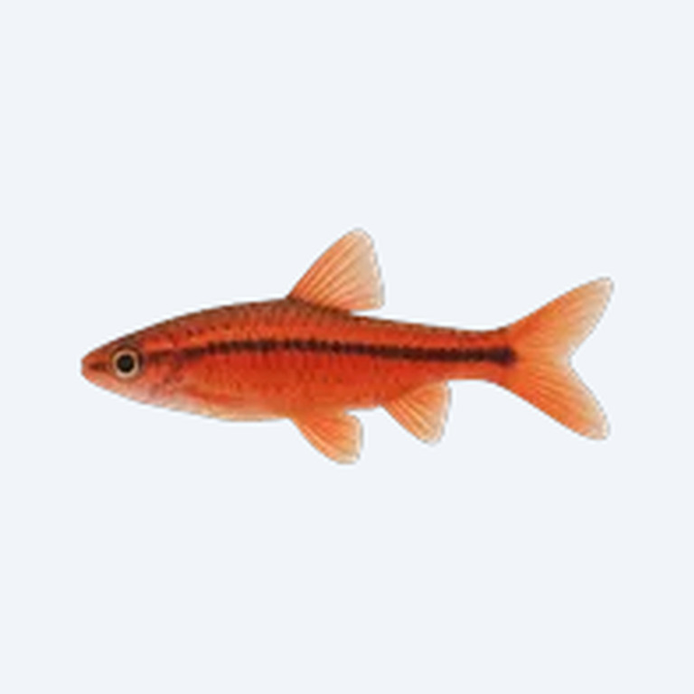 Long-fin Cherry Barb (Puntius titteya) in a planted freshwater aquarium