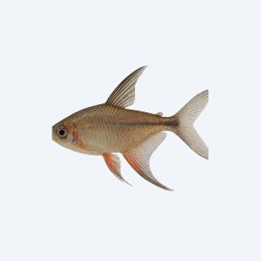 Long-fin Tetra (Characidae sp.) in a planted freshwater aquarium