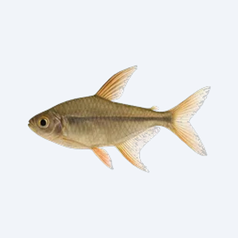 Long-fin Tetra (Characidae sp.) in a freshwater aquarium