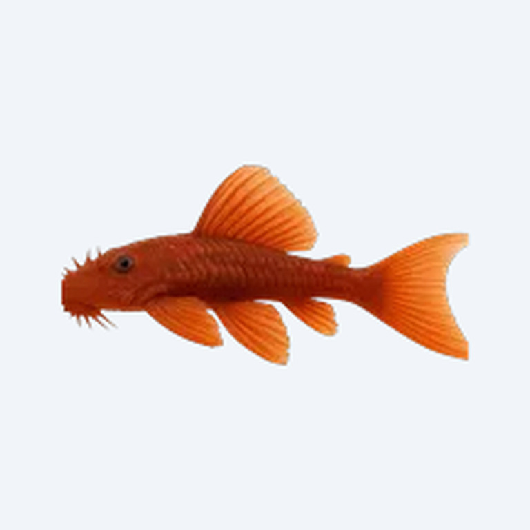 Long Finned Super Red Bristlenose Pleco (Ancistrus sp. (Super Red)) in a freshwater aquarium