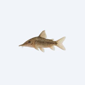 Long Nosed Arched Cory (Corydoras sp.) in a planted freshwater aquarium