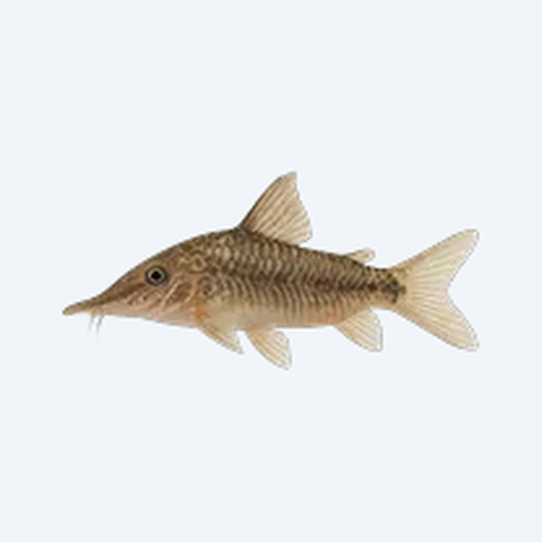 Long Nosed Arched Cory (Corydoras sp.) in a freshwater aquarium