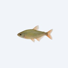 Loreto Tetra (Hyphessobrycon loretoensis) in a planted freshwater aquarium
