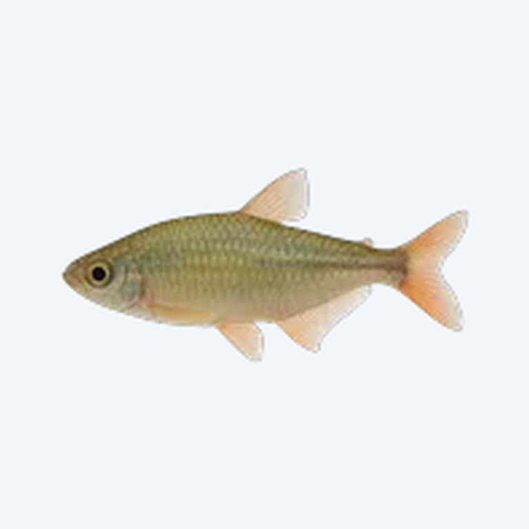 Loreto Tetra (Hyphessobrycon loretoensis) in a freshwater aquarium