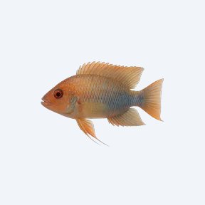 Lyretail Cichlid (Cichlidae sp.) in a planted freshwater aquarium