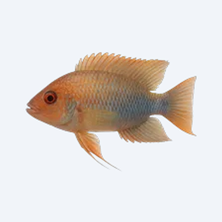 Lyretail Cichlid (Cichlidae sp.) in a freshwater aquarium