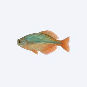 Madagascar Rainbowfish (Melanotaeniidae sp.) in a planted freshwater aquarium