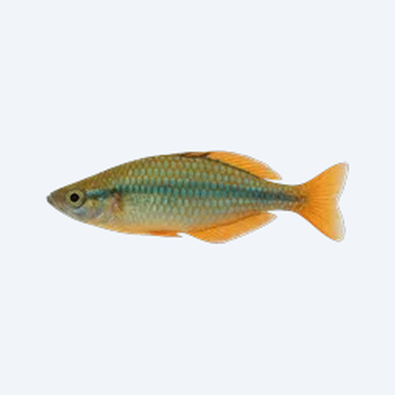 Madagascar Rainbowfish (Melanotaeniidae sp.) in a freshwater aquarium