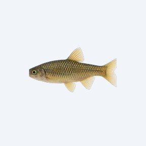 Malabar Danio (Danio sp.) in a planted freshwater aquarium