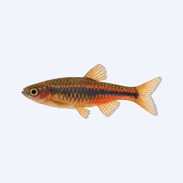 Malabar Danio (Danio sp.) in a freshwater aquarium
