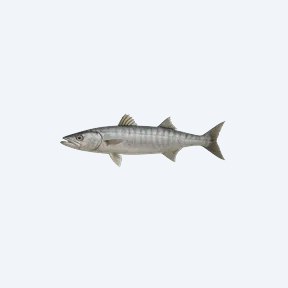 Malawi Barracuda (Rhamphochromis longiceps) in a planted freshwater aquarium