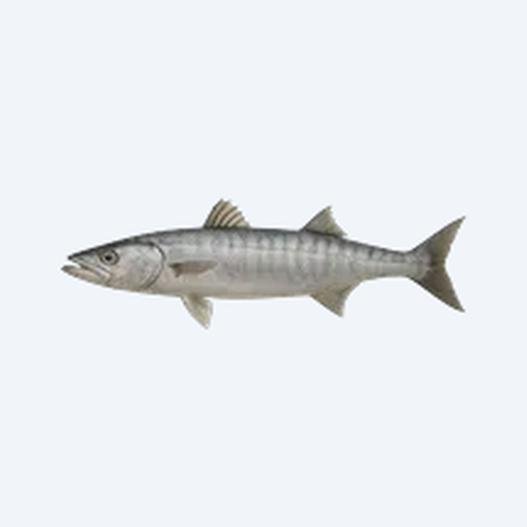 Malawi Barracuda (Rhamphochromis longiceps) in a planted freshwater aquarium