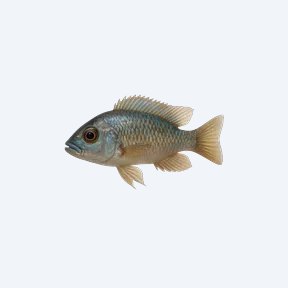 Malawi Eyebiter (Dimidiochromis compressiceps) in a planted freshwater aquarium