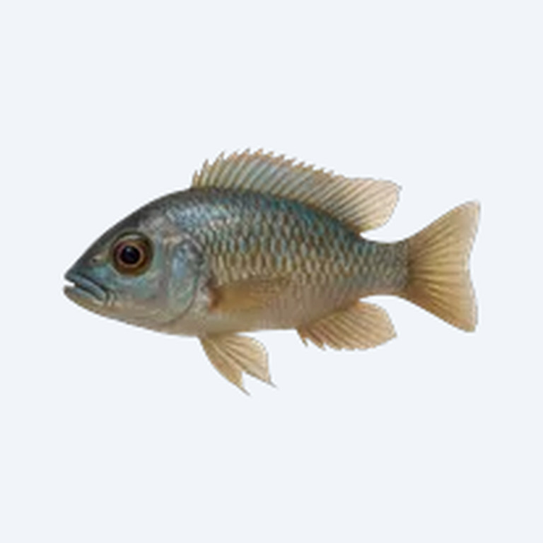 Malawi Eyebiter (Dimidiochromis compressiceps) in a planted freshwater aquarium