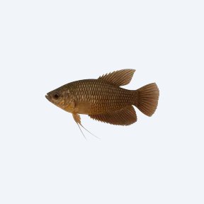 Malay Combtail Gourami (Ctenops nobilis) in a planted freshwater aquarium