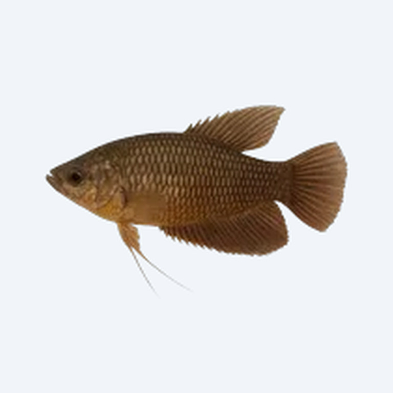 Malay Combtail Gourami (Ctenops nobilis) in a freshwater aquarium