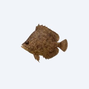 Malayan Leaf Fish (Nandus nebulosus) in a planted freshwater aquarium