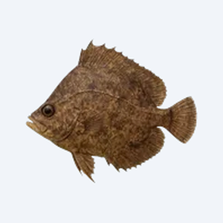 Malayan Leaf Fish (Nandus nebulosus) in a freshwater aquarium