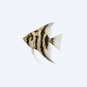 Marble Angelfish (Pterophyllum scalare) in a planted freshwater aquarium