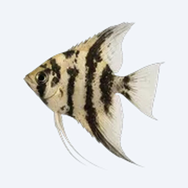Marble Angelfish (Pterophyllum scalare) in a planted freshwater aquarium