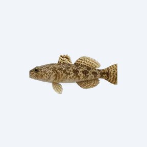 Marbled Goby (Gobiiformes sp.) in a planted freshwater aquarium