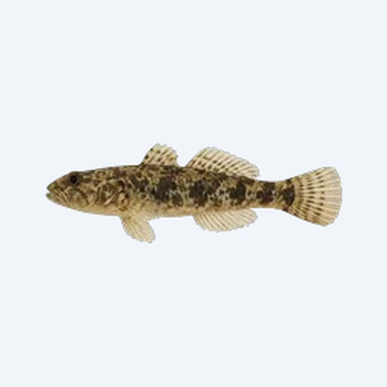Marbled Goby (Gobiiformes sp.) in a planted freshwater aquarium