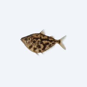 Marbled Hatchetfish (Gasteropelecidae sp.) in a planted freshwater aquarium