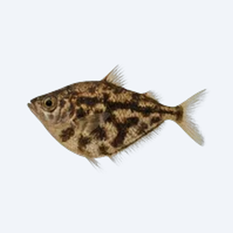 Marbled Hatchetfish (Gasteropelecidae sp.) in a freshwater aquarium