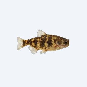 Marbled Headstander (Abramites hypselonotus) in a planted freshwater aquarium