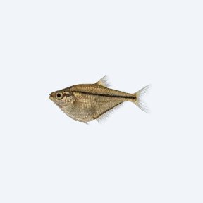 Martha Hatchetfish (Carnegiella marthae) in a planted freshwater aquarium