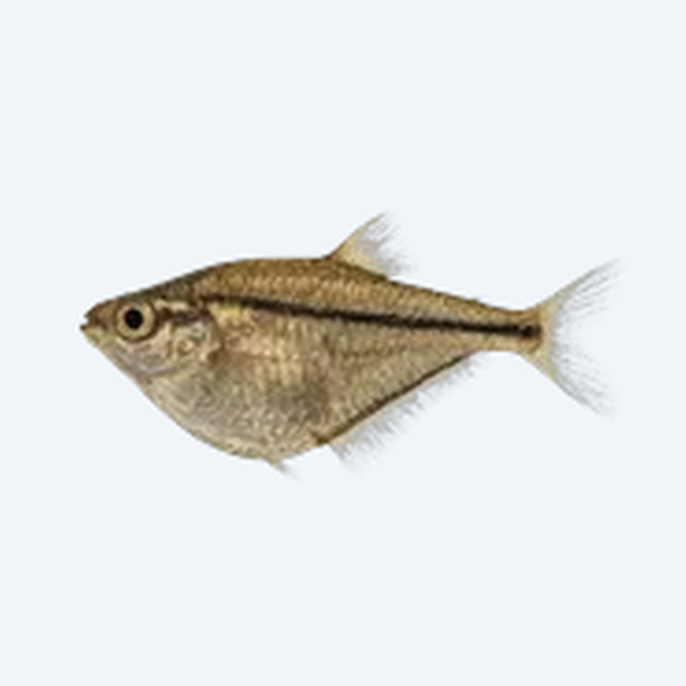 Martha Hatchetfish (Carnegiella marthae) in a freshwater aquarium