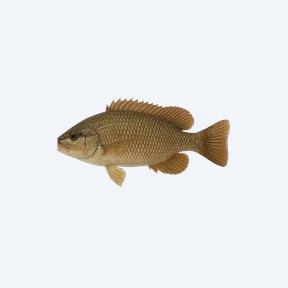 Mascara Barb (Cyprinidae sp.) in a planted freshwater aquarium