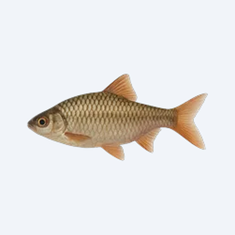 Mascara Barb (Cyprinidae sp.) in a freshwater aquarium