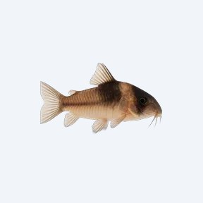 Masked Cory (Corydoras sp.) in a planted freshwater aquarium