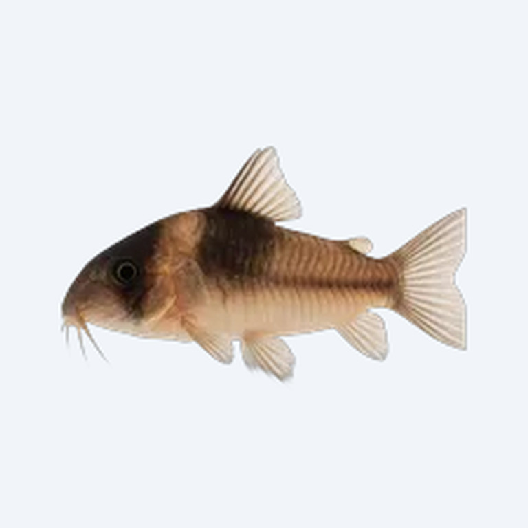 Masked Cory (Corydoras sp.) in a freshwater aquarium