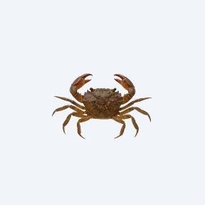 Matano Crab (Syntripsa matanensis) in a planted freshwater aquarium
