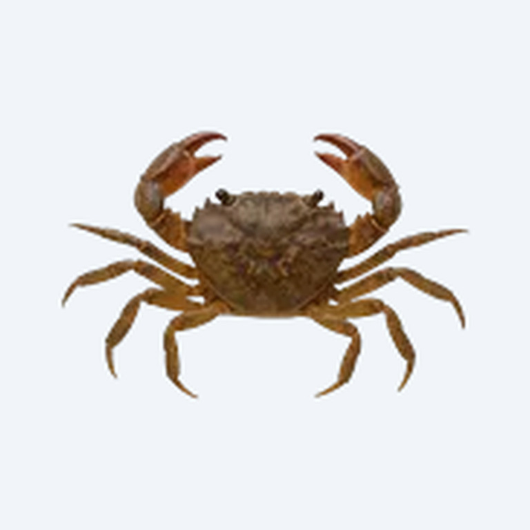 Matano Crab (Syntripsa matanensis) in a planted freshwater aquarium