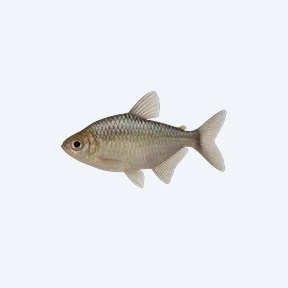 Mayan Tetra (Characidae sp.) in a planted freshwater aquarium