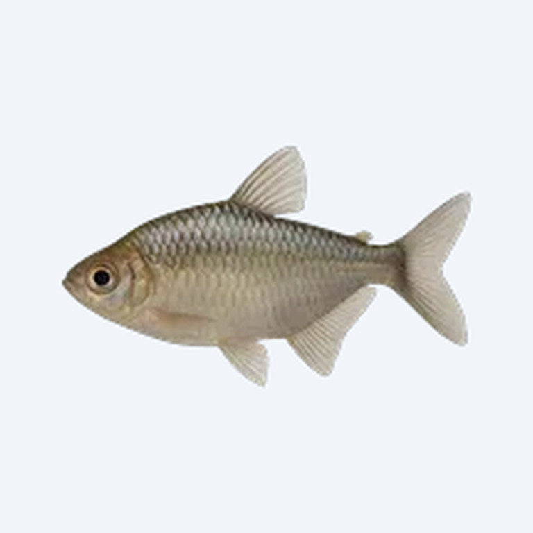 Mayan Tetra (Characidae sp.) in a freshwater aquarium