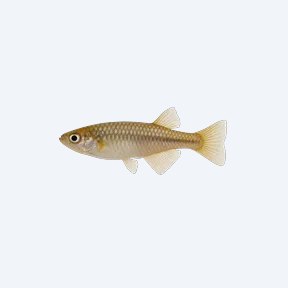 Medaka (Oryzias latipes) in a planted freshwater aquarium