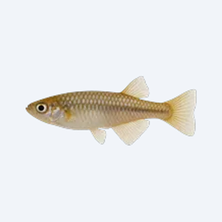 Medaka (Oryzias latipes) in a freshwater aquarium