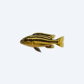 Melanochromis auratus (Melanochromis auratus) in a planted freshwater aquarium