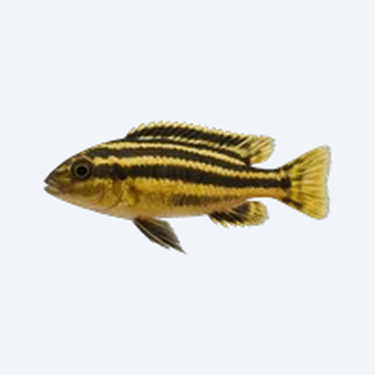 Melanochromis auratus (Melanochromis auratus) in a freshwater aquarium
