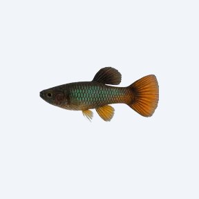 Melanzona Guppy (Poecilia parae) in a planted freshwater aquarium