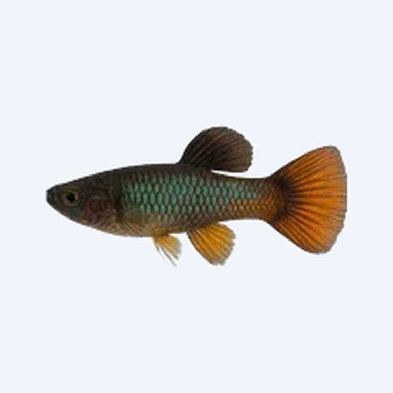 Melanzona Guppy (Poecilia parae) in a planted freshwater aquarium