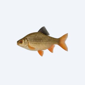 Melon Barb (Cyprinidae sp.) in a planted freshwater aquarium