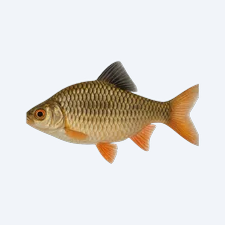 Melon Barb (Cyprinidae sp.) in a freshwater aquarium